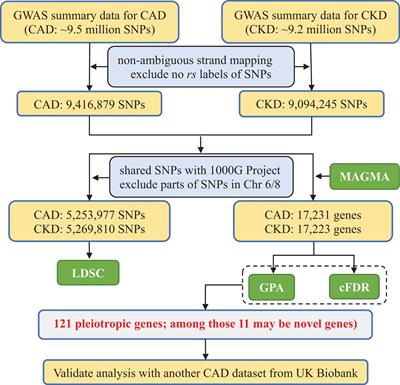 Improved Detection of Potentially Pleiotropic Genes in Coronary Artery Disease and Chronic Kidney Disease Using GWAS Summary Statistics